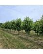 Autumn Blaze Maple - Clump Form - 13 Tall