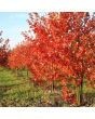 Autumn Blaze Maple - Clump Form - 13 Tall