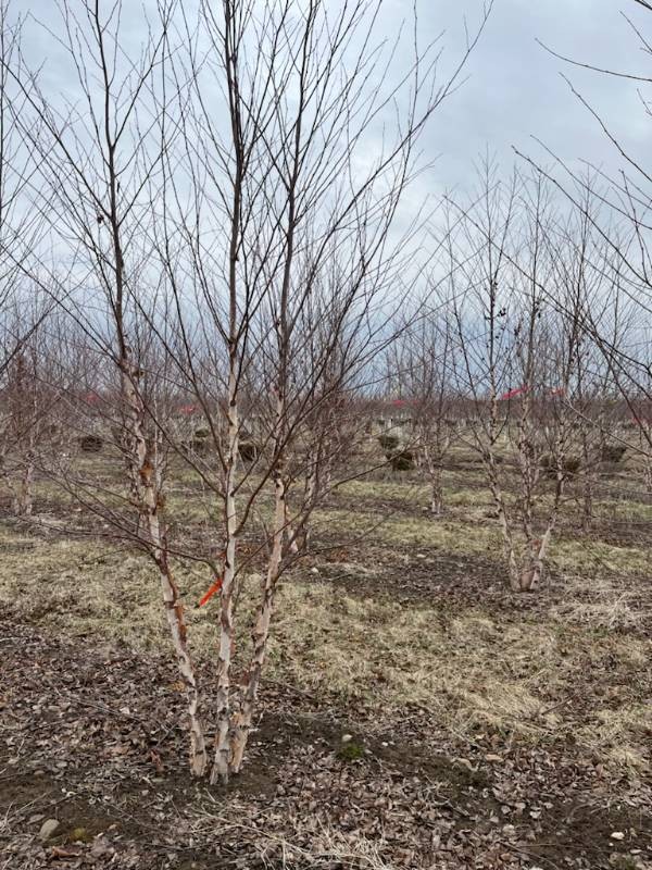 River Birch - Clump Form - 16 Tall