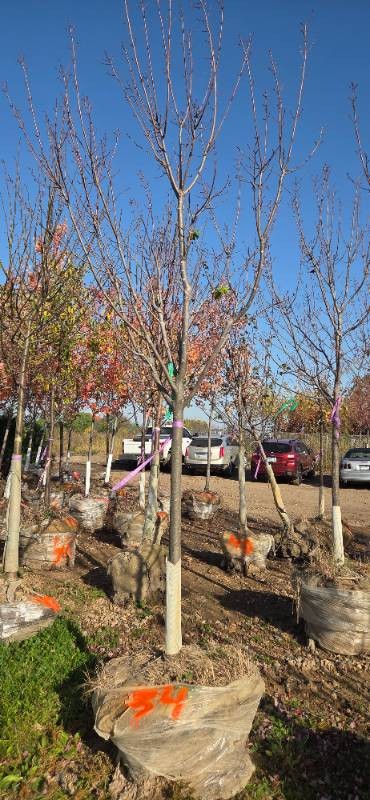 Red Maple - 2.5 Caliper