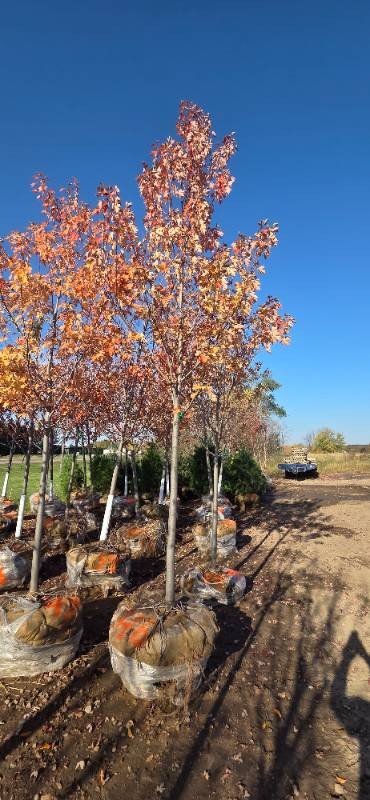 Autumn Blaze Maple - 3 Caliper