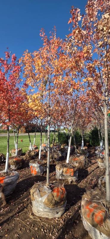 Autumn Blaze Maple - 3 Caliper