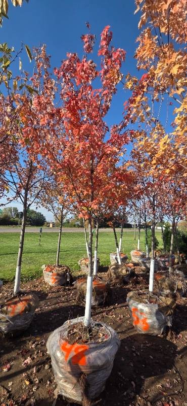 Autumn Blaze Maple - 3 Caliper