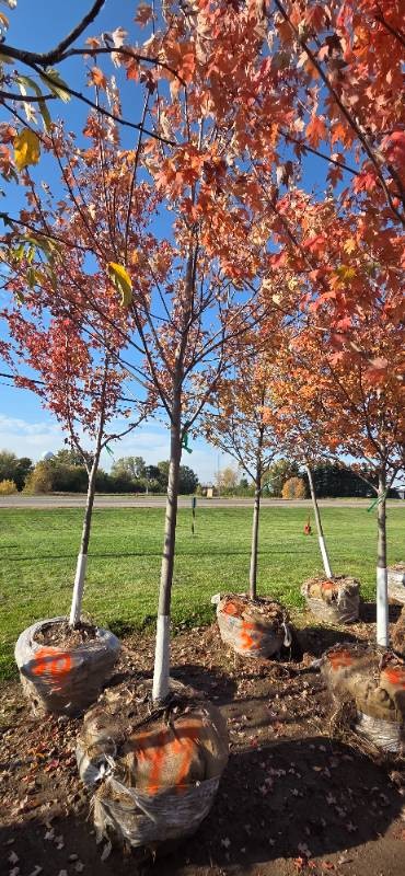 Autumn Blaze Maple - 3 Caliper
