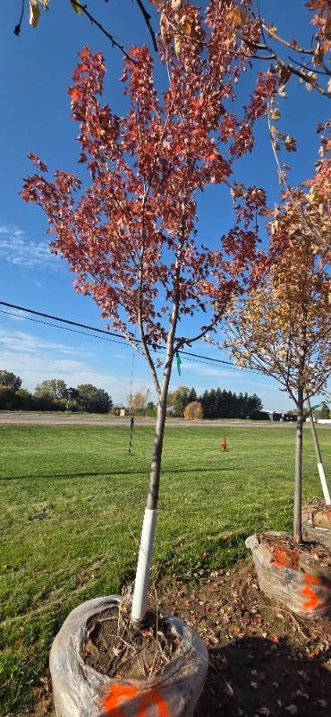 Autumn Blaze Maple - 3 Caliper