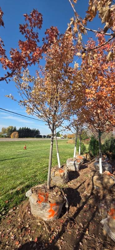 Autumn Blaze Maple - 3 Caliper