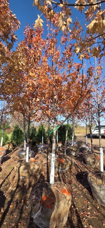 Autumn Blaze Maple - 3 Caliper