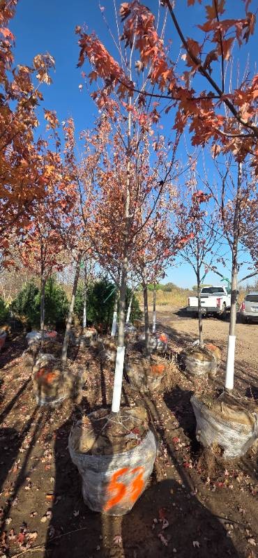 Autumn Blaze Maple - 3 Caliper