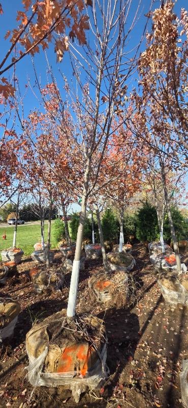 Autumn Blaze Maple - 3 Caliper