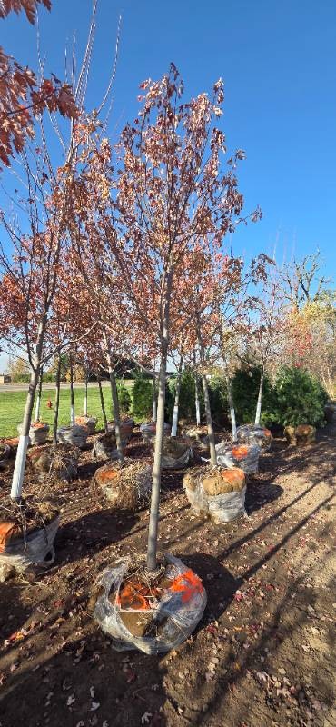 Autumn Blaze Maple - 3 Caliper