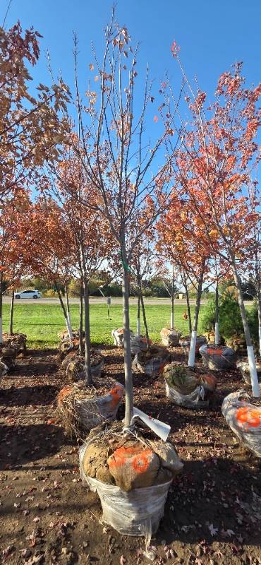 Autumn Blaze Maple - 3 Caliper