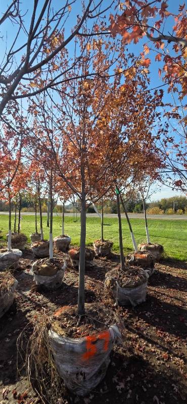 Autumn Blaze Maple - 3 Caliper