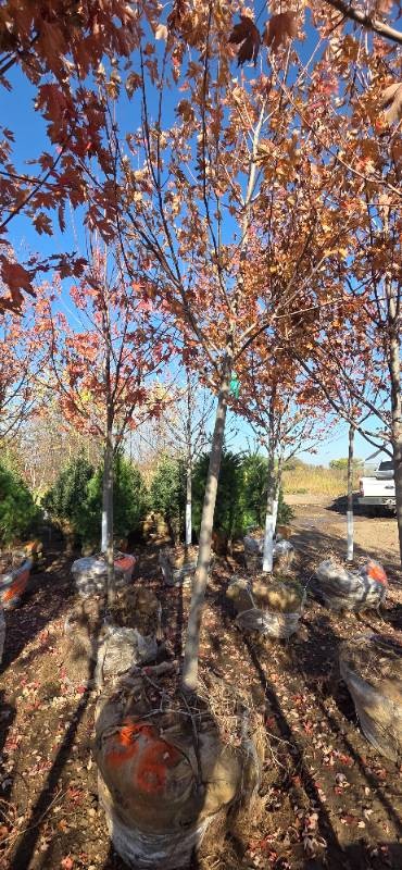 Autumn Blaze Maple - 3 Caliper