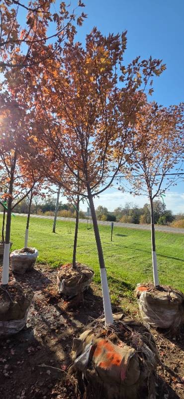 Autumn Blaze Maple - 3 Caliper
