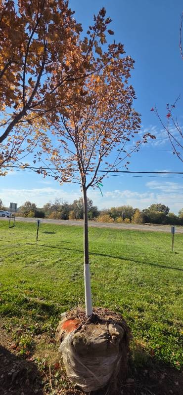 Autumn Blaze Maple - 3 Caliper
