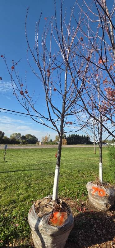 Autumn Blaze Maple - 3 Caliper