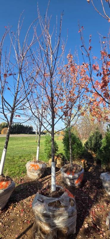 Autumn Blaze Maple - 3 Caliper