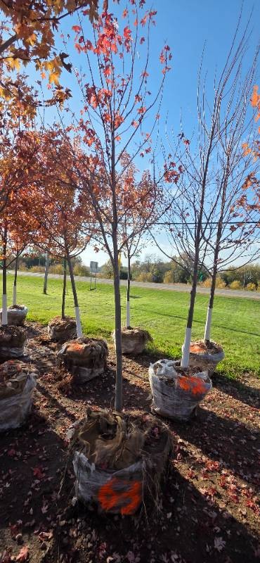 Autumn Blaze Maple - 3 Caliper