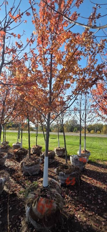 Autumn Blaze Maple - 3 Caliper