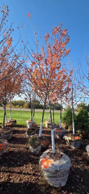 Autumn Blaze Maple - 3 Caliper