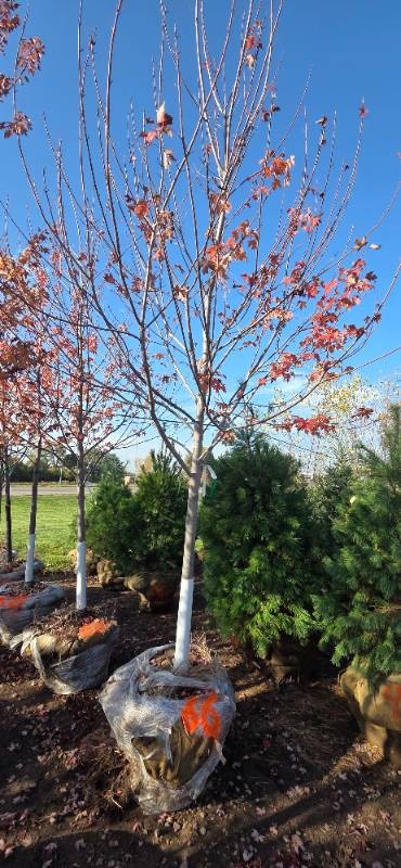 Autumn Blaze Maple - 3 Caliper