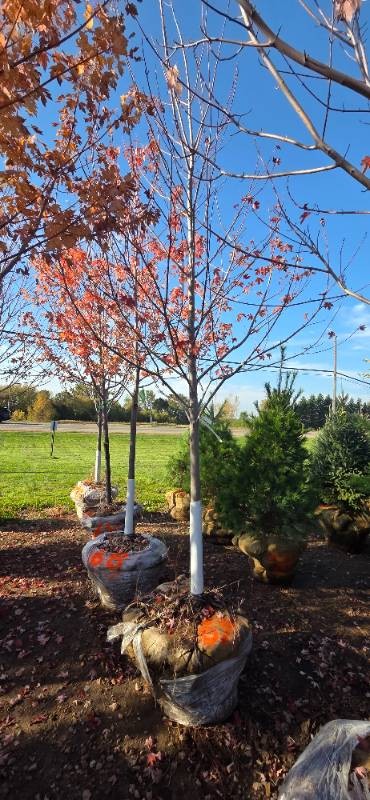 Autumn Blaze Maple - 3 Caliper