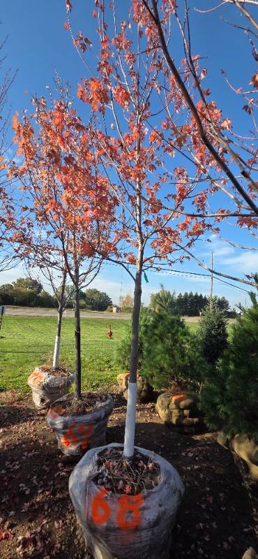 Autumn Blaze Maple - 3 Caliper