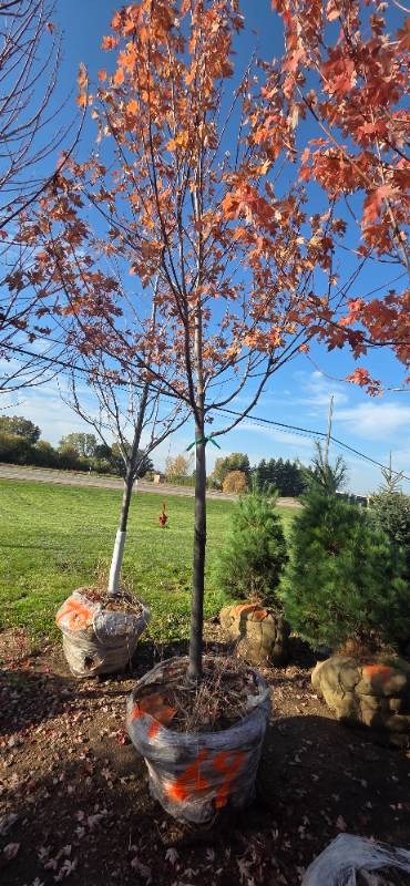 Autumn Blaze Maple - 3 Caliper