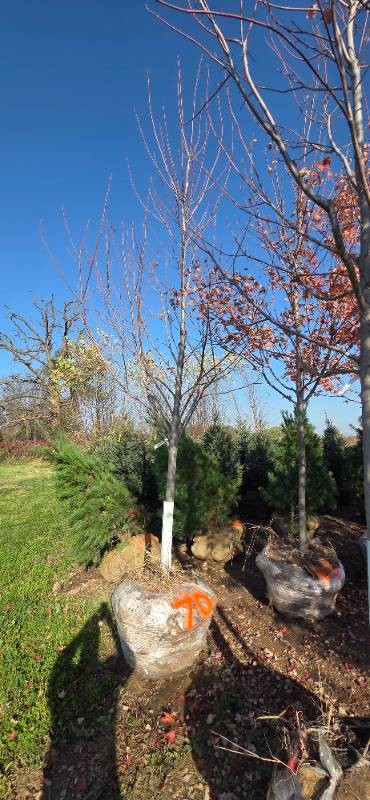 Autumn Blaze Maple - 3 Caliper