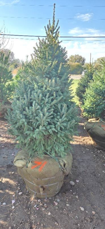 Black Hills Spruce - 6 Tall