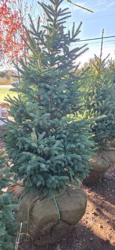 Black Hills Spruce - 6 Tall