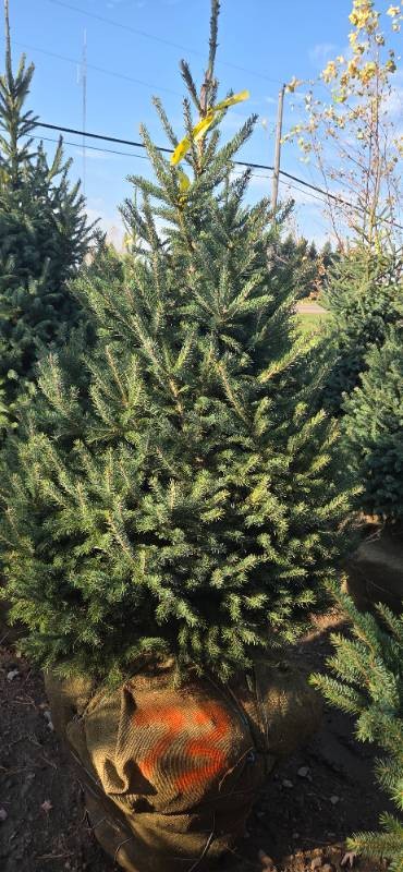 Black Hills Spruce - 6 Tall
