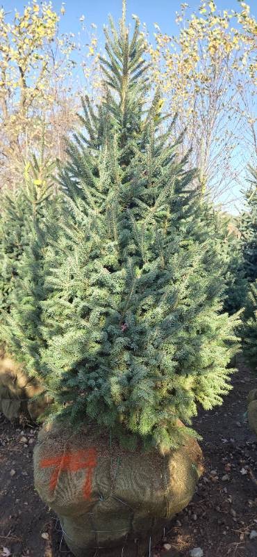 Black Hills Spruce - 6 Tall