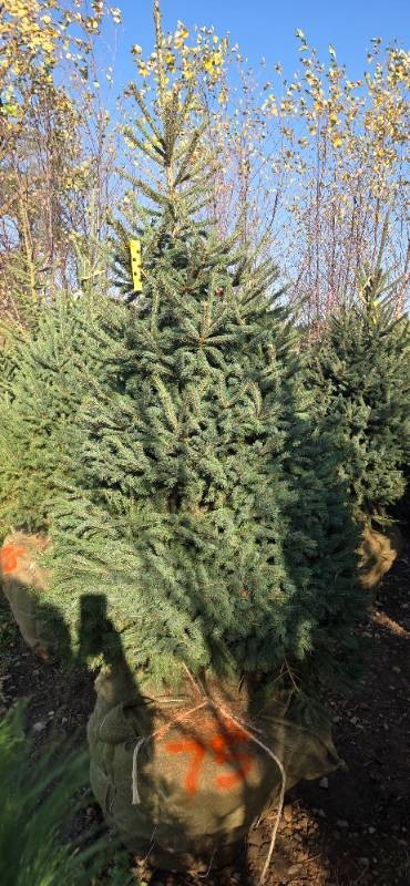 Black Hills Spruce - 6 Tall