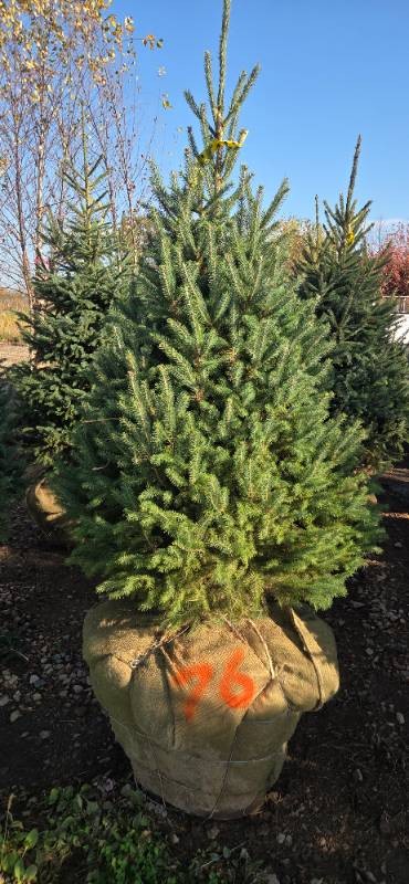 Black Hills Spruce - 6 Tall