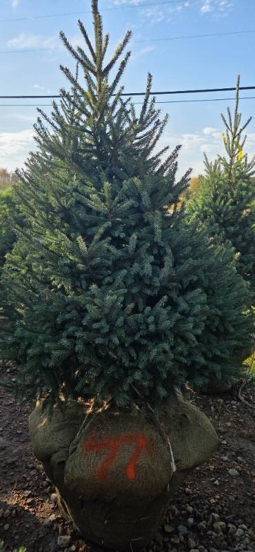 Black Hills Spruce - 6 Tall
