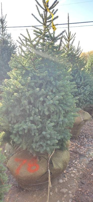 Black Hills Spruce - 6 Tall