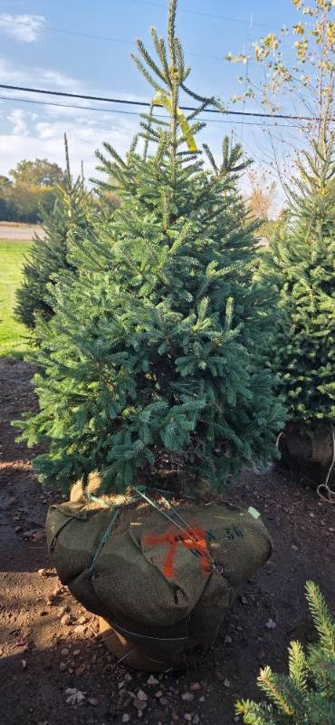 Black Hills Spruce - 6 Tall