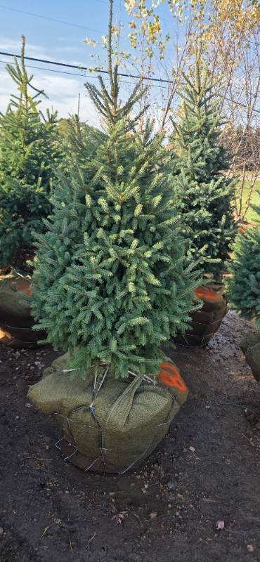 Black Hills Spruce - 6 Tall