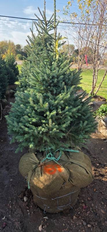 Black Hills Spruce - 6 Tall