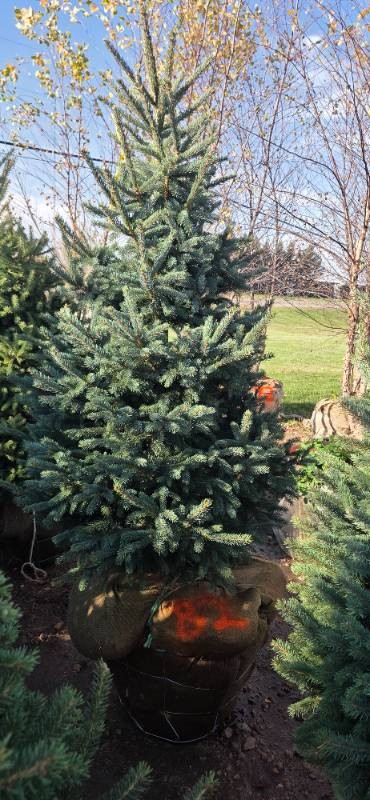 Black Hills Spruce - 6 Tall