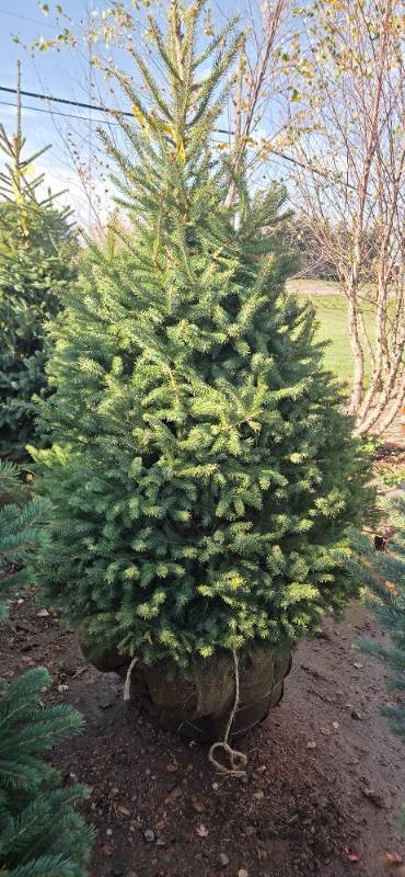 Black Hills Spruce - 6 Tall