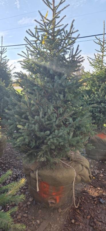 Black Hills Spruce - 6 Tall