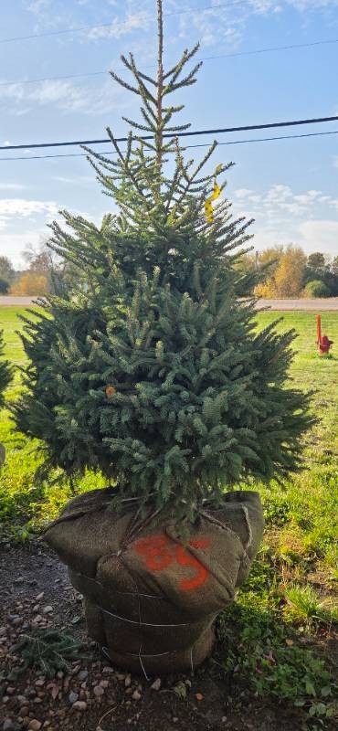Black Hills Spruce - 6 Tall