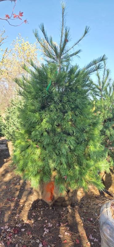 White Pine - 6 Tall