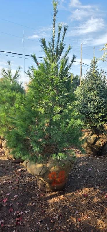 White Pine - 6 Tall