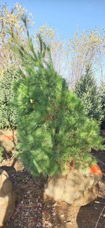 White Pine - 6 Tall