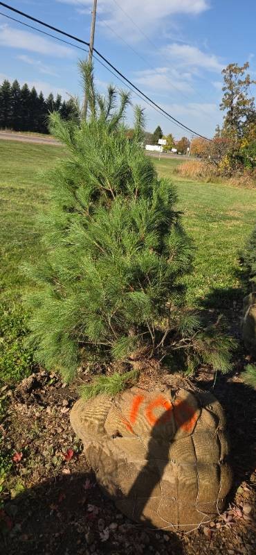 White Pine - 6 Tall