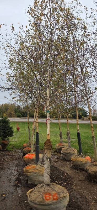 River Birch - Clump Form - 16 Tall