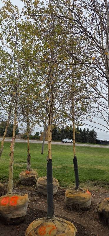 River Birch - Clump Form - 16 Tall